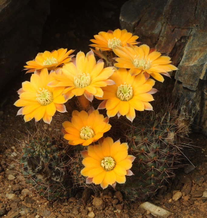 Semis de Rebutia (cactus) R.%20malochi%20Sl-31-06,%2027%20km%20nN%20Camargo,%203155%20m